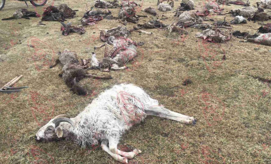 狼灾频发！青海果洛百余只羊一夜全被咬死！