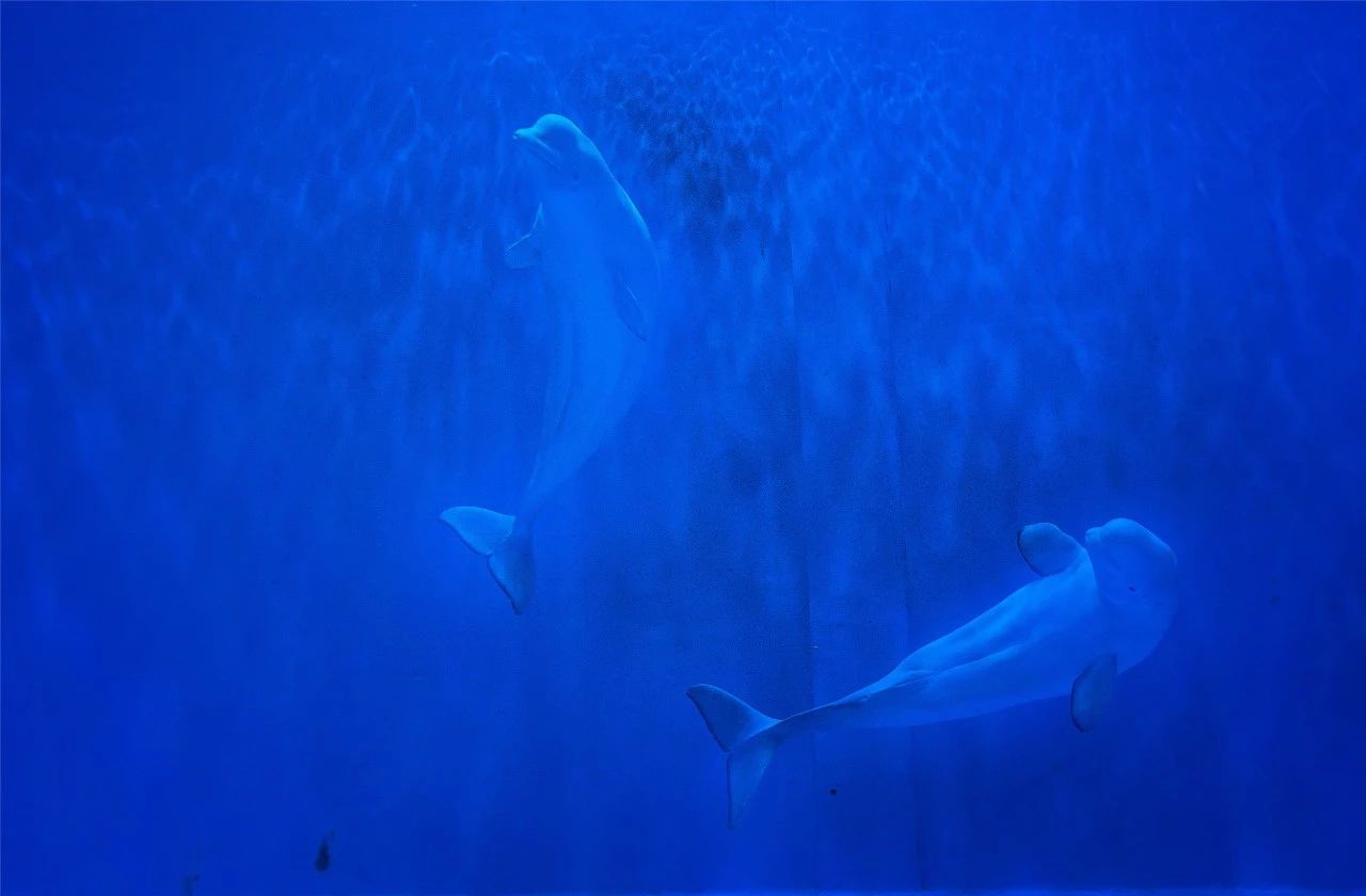 刚刚，2只大白鲸抵达西宁海洋馆