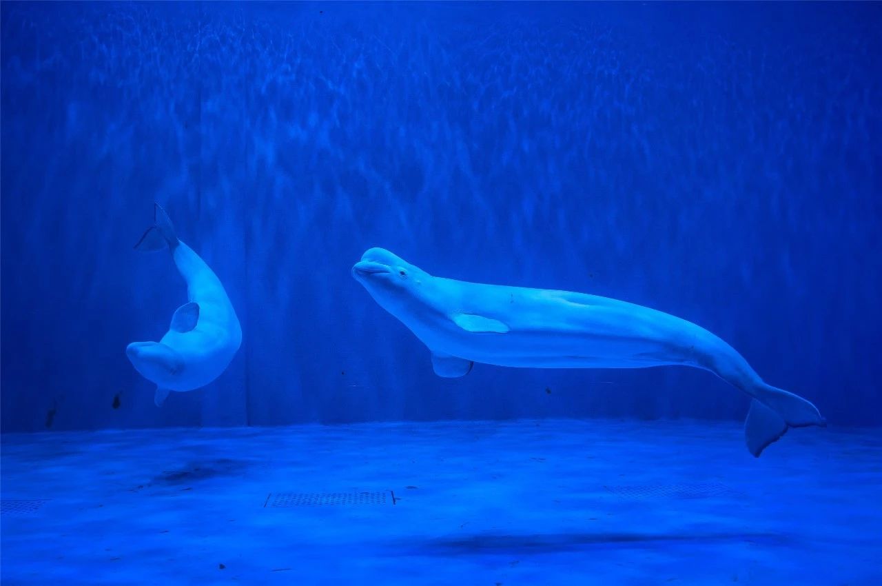 刚刚，2只大白鲸抵达西宁海洋馆