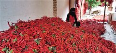从房前屋后到规模化 标准化种植 到飘香国内外这一青海火红产业换来“红火”生活