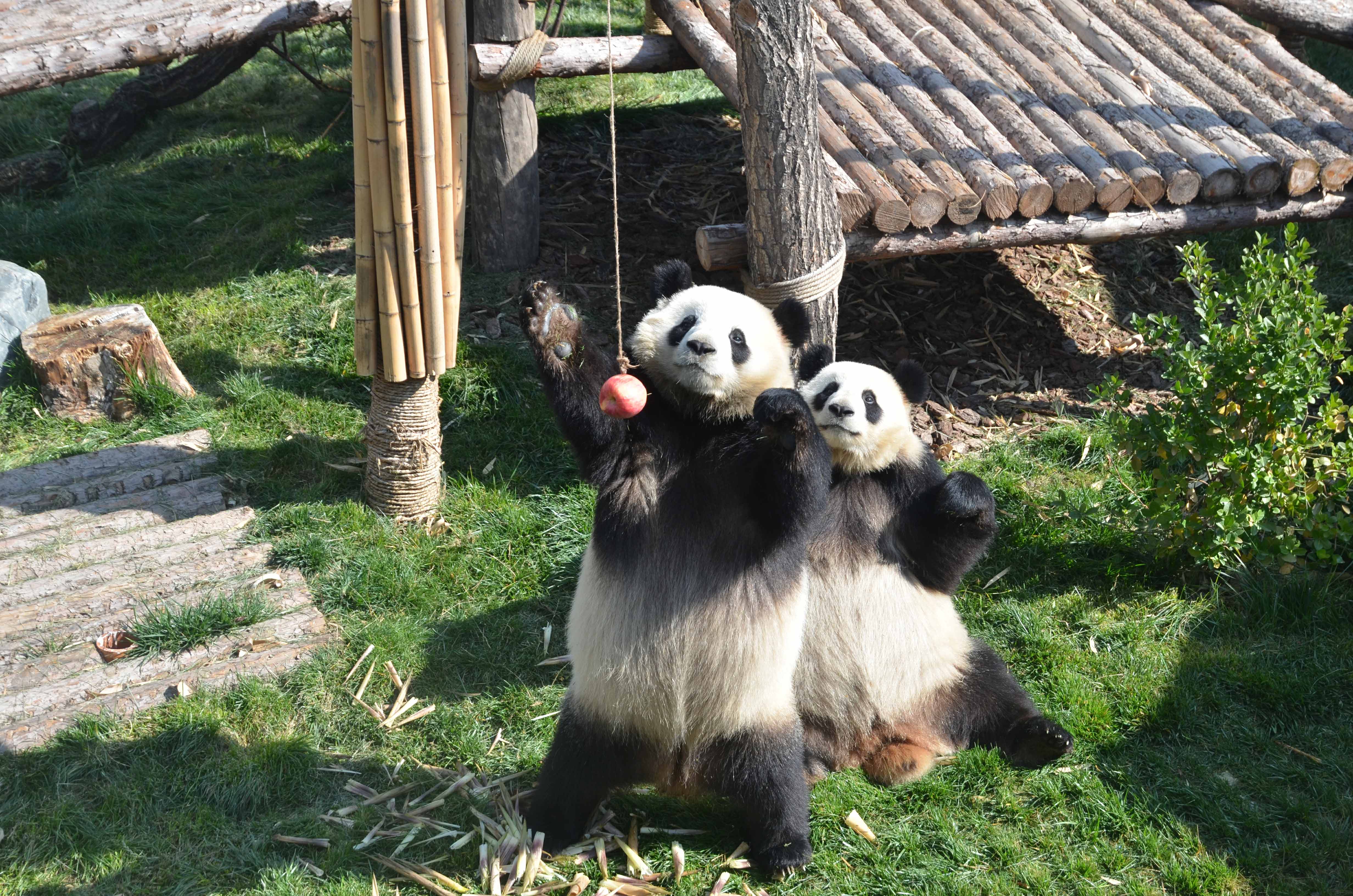 走进西宁熊猫公益大讲堂，零距离感受国宝魅力