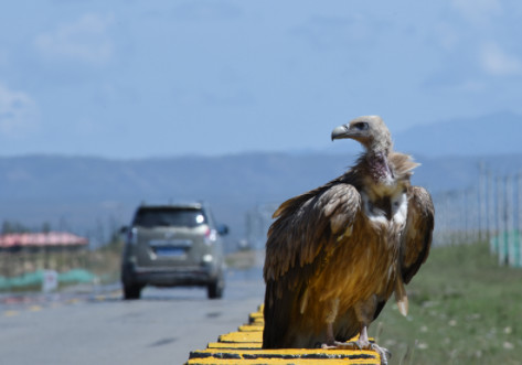 惊奇！青海这段公路出现世界上最大的猛禽...