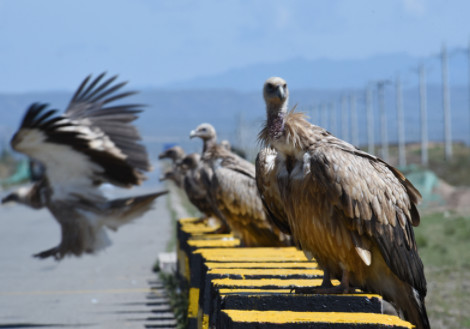 惊奇！青海这段公路出现世界上最大的猛禽...