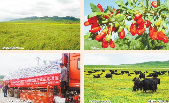 “绿色有机”引领青海农牧业高质量发展
