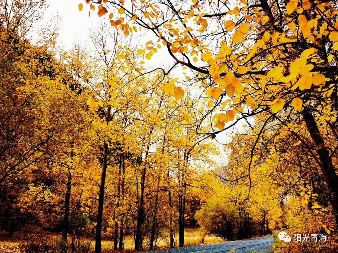 在行走中欣赏，青海的秋天