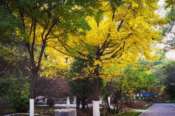 黄了红了，西宁最美秋景来了