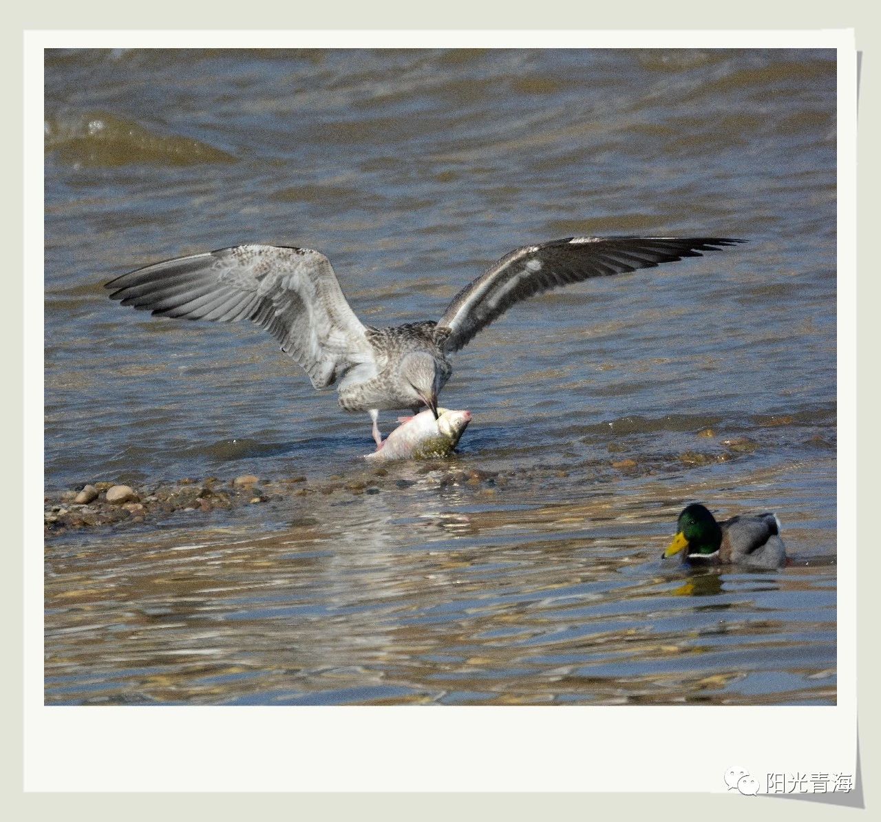 西宁湟水河上演“鸟鱼大战”，还有太平鸟集群飞舞…