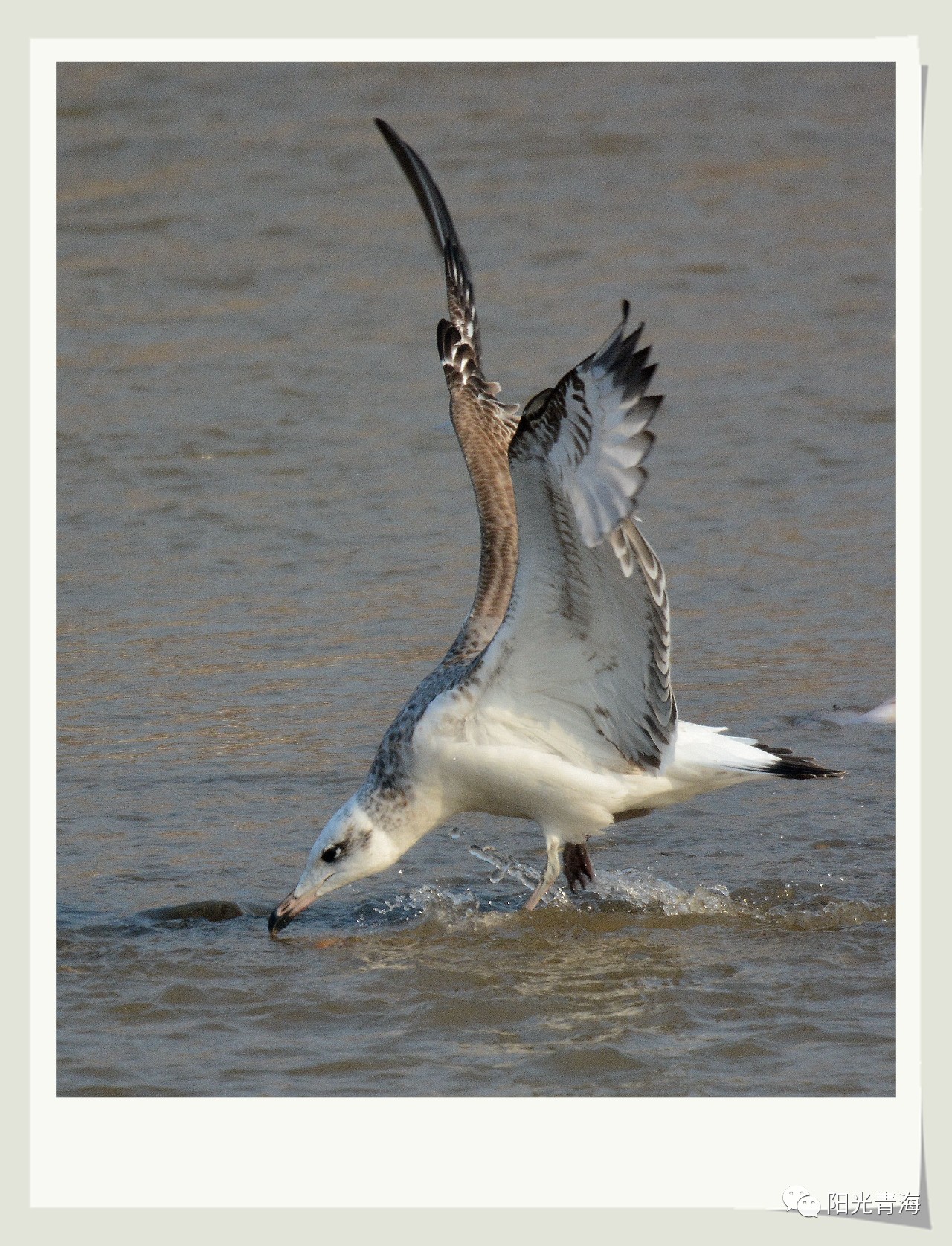 西宁湟水河上演“鸟鱼大战”，还有太平鸟集群飞舞…