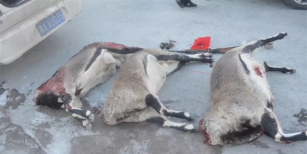 有动物尸体，有枪，有子弹...青海警方抓获两人！