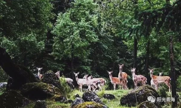 青海最美森林公园，你去过几个？