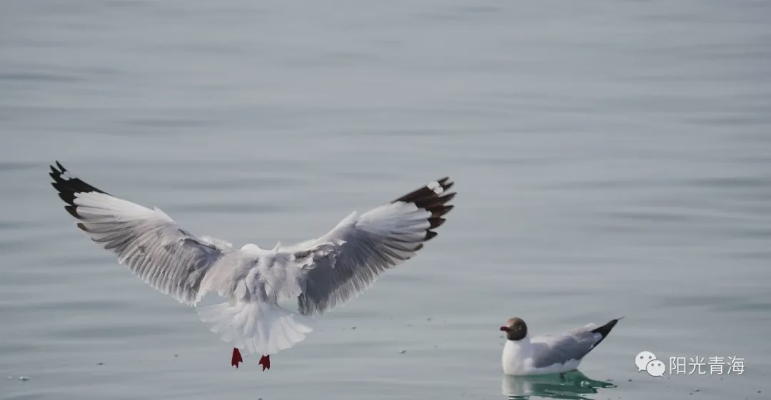青海湖迎来棕头鸥，唱响青海的春天