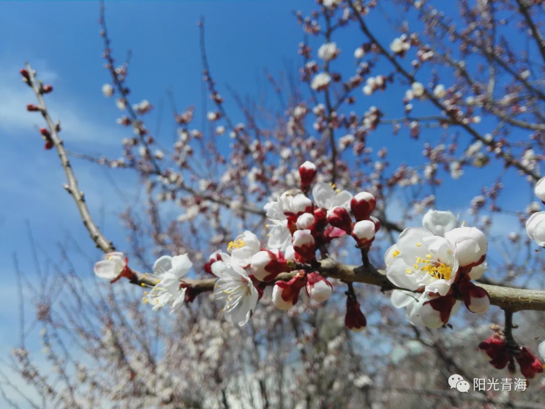 最美人间四月天，西宁，春花绽放！