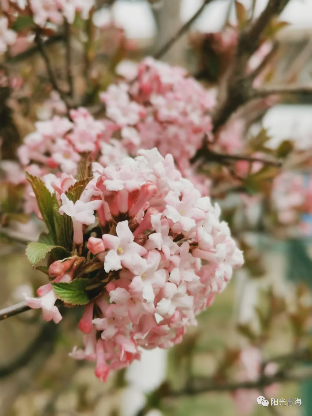 最美人间四月天，西宁，春花绽放！