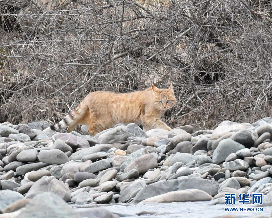 祁连山国家公园首个荒漠猫专项调查取得阶段性成果