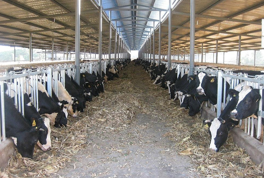化隆：奶牛养殖让百姓生活更“牛气”