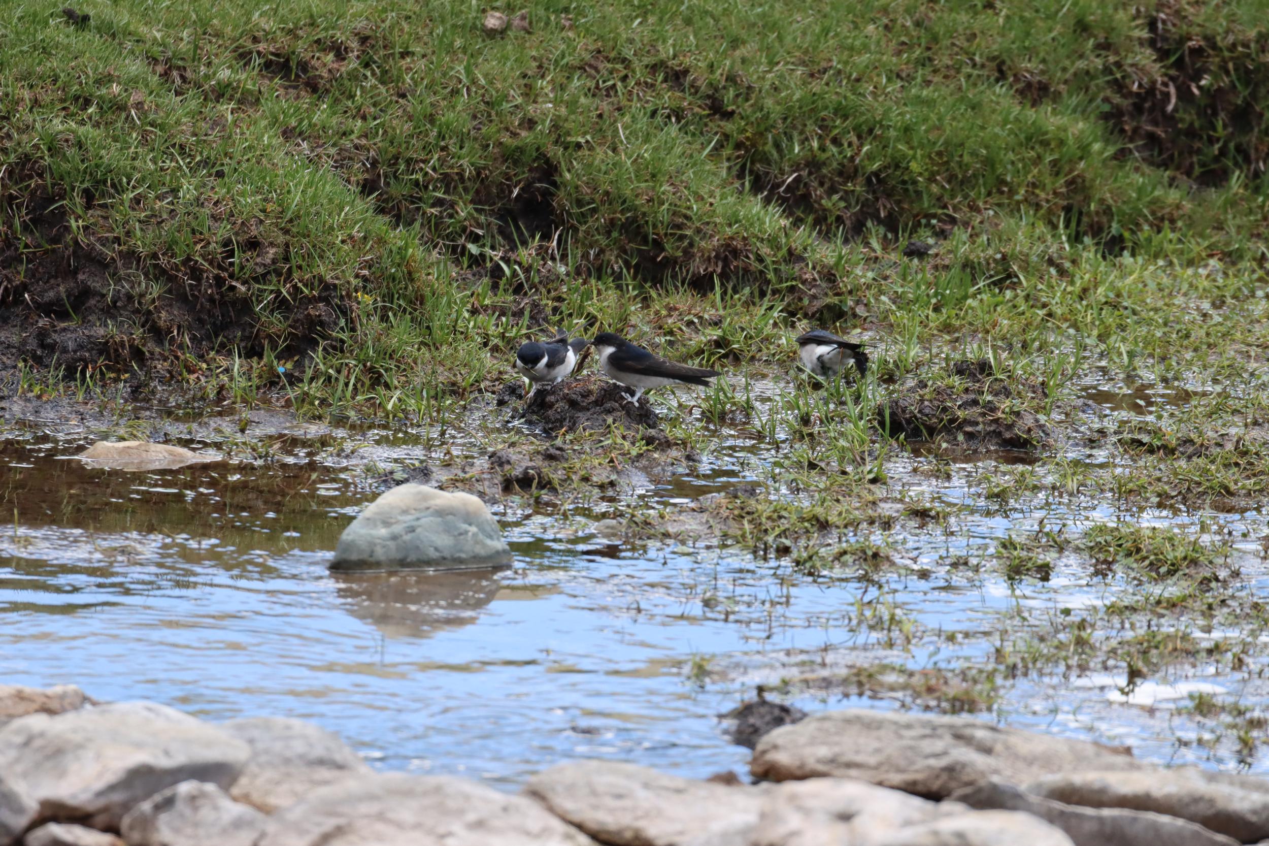我省隆宝国家级自然保护区又添鸟类新成员——烟腹毛脚燕