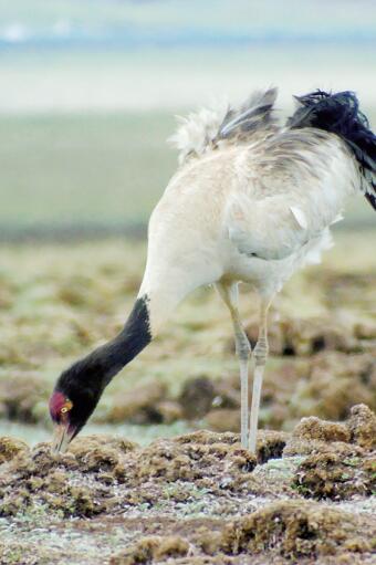 青海黑颈鹤繁殖分布密度全国最大
