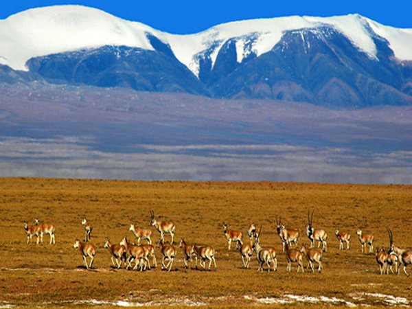 可可西里藏羚羊进入回迁高峰期