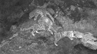 生态管护员拍到4只雪豹活动影像