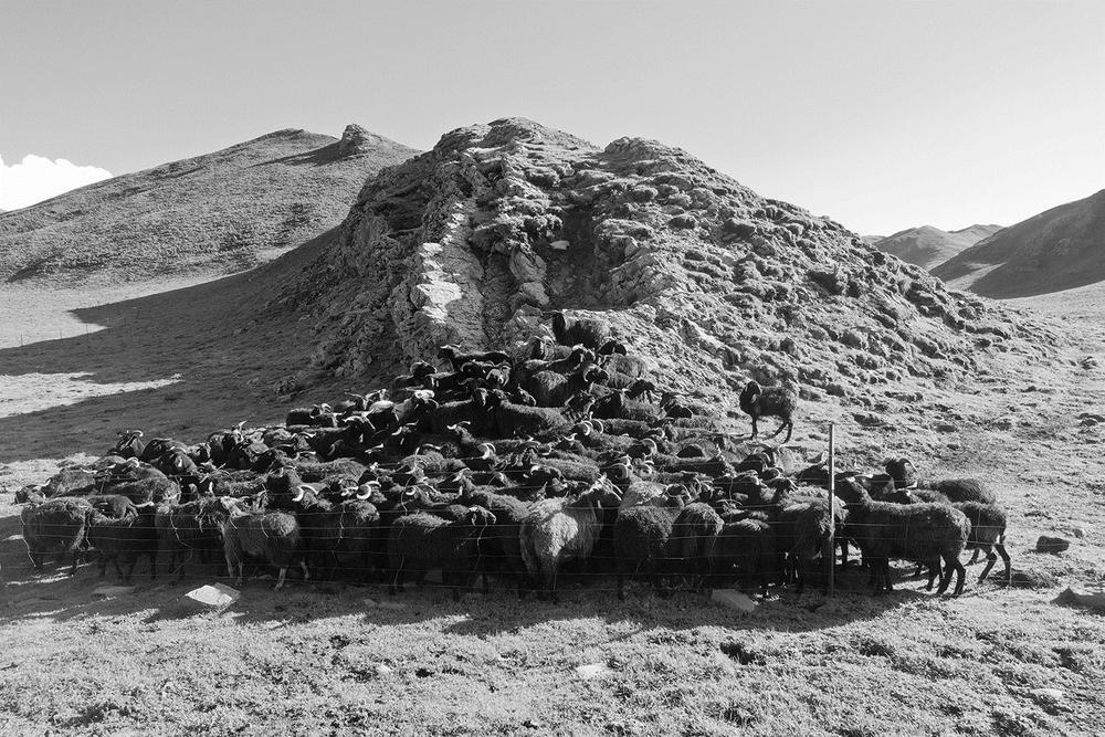 藏羊产业迈上快速发展新台阶 全国三分之一以上藏羊产自青海