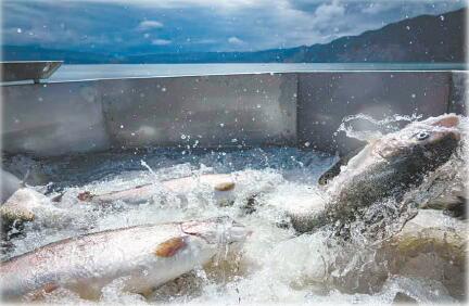 “冷水”养出“绿产业”——生态健康养殖推动我省冷水鱼产业高质量发展