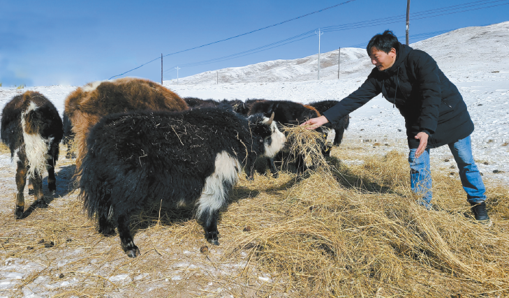 冰天雪地也能让牛羊吃得饱——全国海拔最高有机畜牧业生产基地抗灾保畜见闻