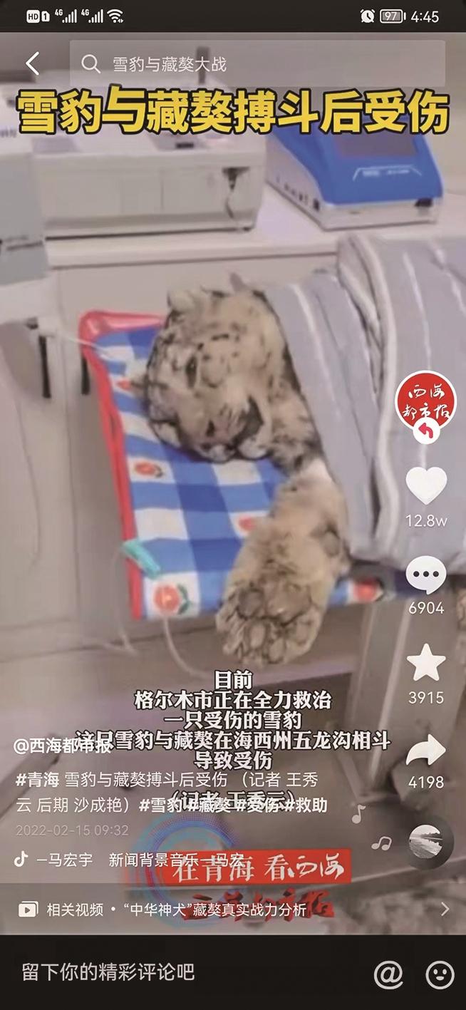 “雪豹与藏獒搏斗后受伤”短视频刷屏阅读量突破1000万次