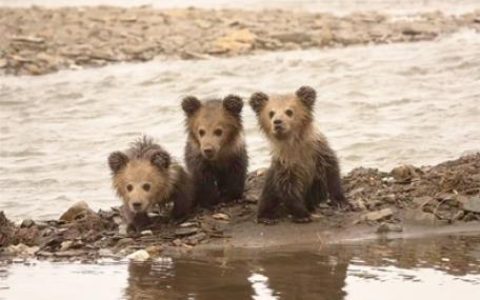 好暖心！他护送三只小熊找到熊妈妈