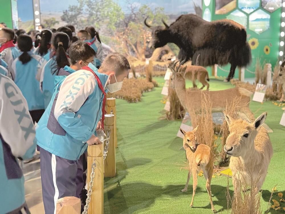 西宁50多名小学生探访野生动物标本馆