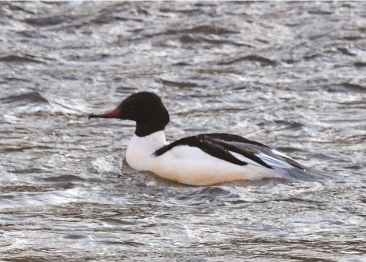 西宁湟水国家湿地公园：鸟欢水美 “湿”意盎然