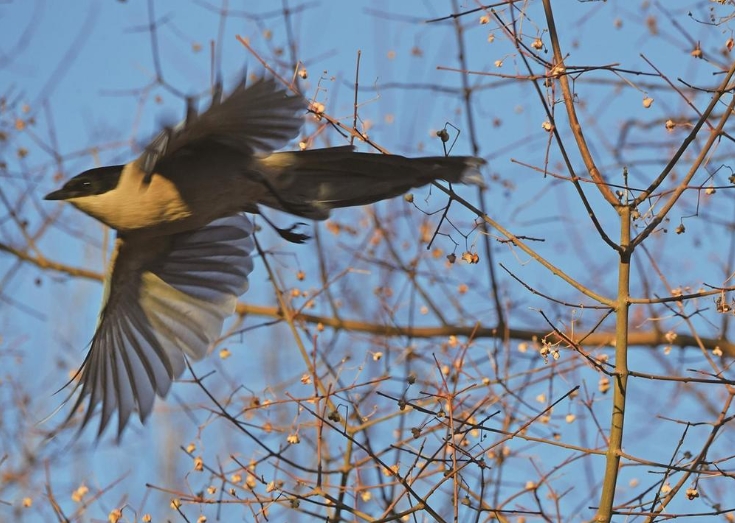 西宁湟水国家湿地公园：鸟欢水美 “湿”意盎然